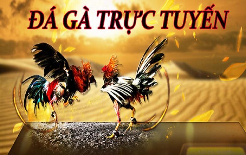Hướng dẫn cá cược đá gà online tại nhà cái K8 chi tiết nhất - K8