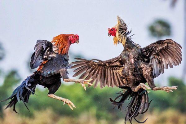 Hướng Dẫn Cách Chơi Cá Cược Đá Gà