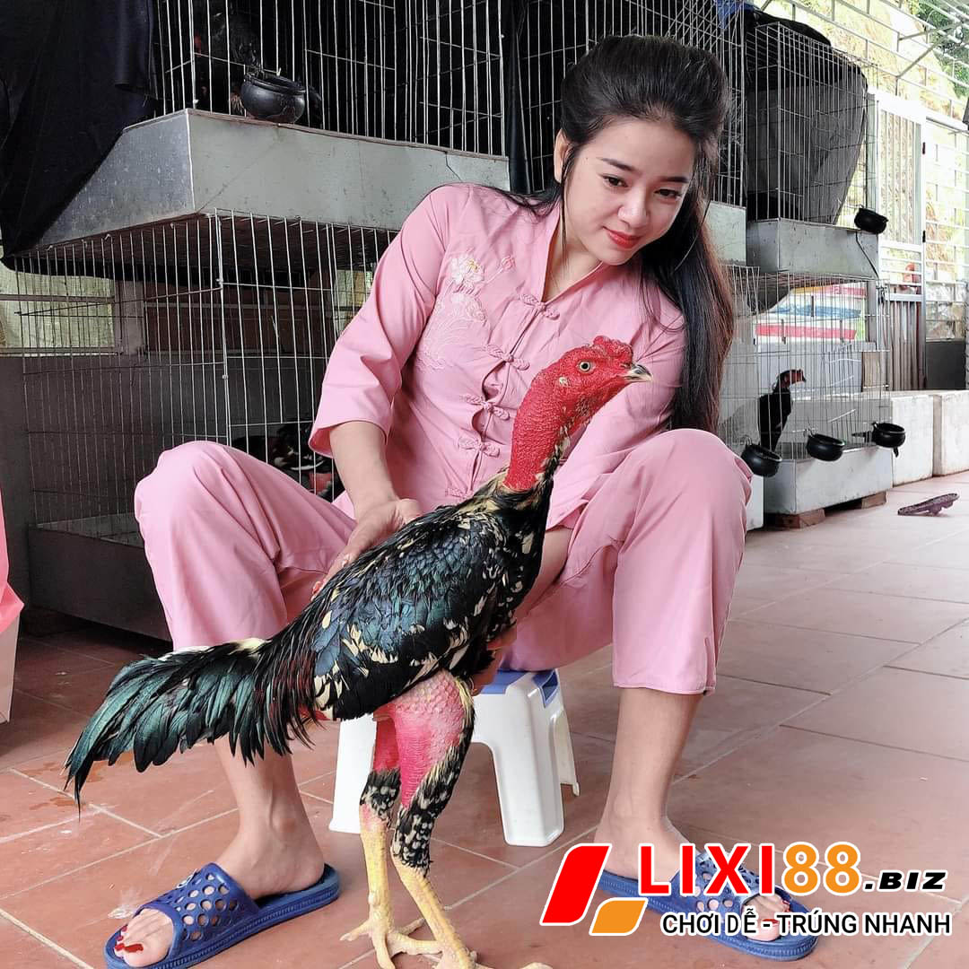 Đá gà trực tiếp uy tín nhất hiện nay 1 Đá gà trực tiếp Thomo