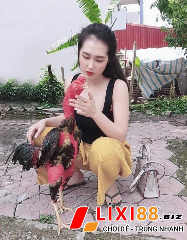 Đá gà trực tiếp uy tín nhất hiện nay 3 Đá gà trực tiếp bình luận