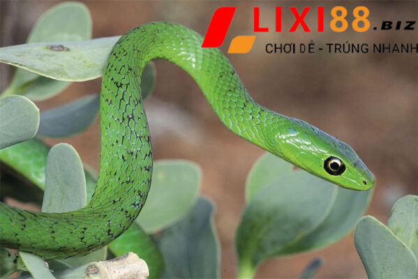 Mơ Thấy Rắn Nên Đánh Số Gì? Điềm Tốt Hay Xấu? 7 chiem-bao-thay-ran