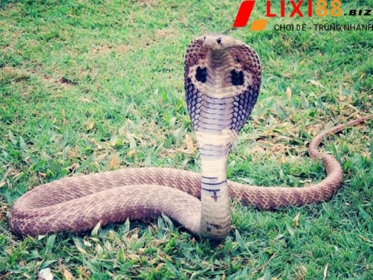 Mơ Thấy Rắn Nên Đánh Số Gì? Điềm Tốt Hay Xấu? 5 mo-thay-ran-ho-mang